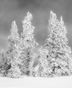 Brian Head Utah Tree Winter