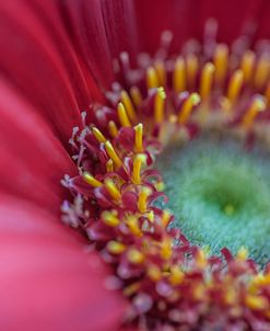 Gerber Daisy Upclose Twirl