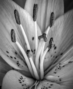 Lilly BW Drama