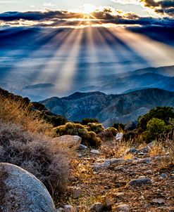 Joshua Tree Rays Sunset 2