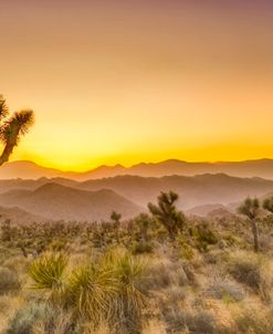 JoshuaTree Yellow Sunset