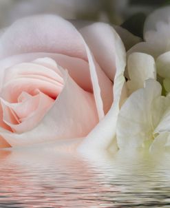 Pink Rose Flower Flood