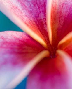 Plumeria Flower Pink Blue