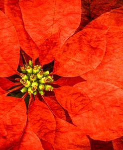 Poinsettia Crispy