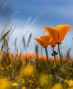 Poppy Pop Antelope Valley