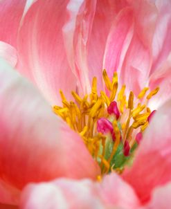 Peony Pink Peak 1