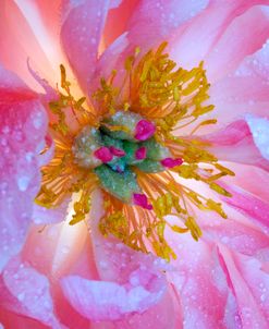 Pink Peony Macro Pop