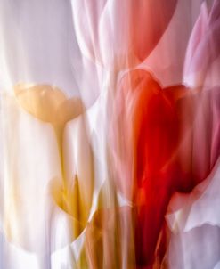 Tulip Macro Lens Painting