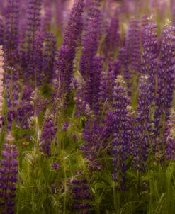 Wild Flowers Pink Purple NH