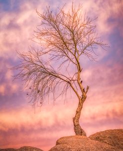 Winter Tree Dance AZ