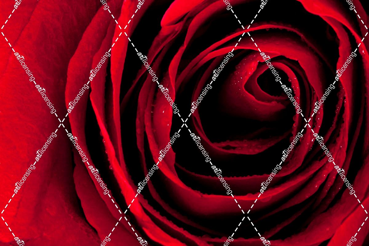 Soft Red Rose Swirl