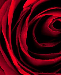 Soft Red Rose Swirl