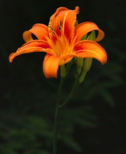 Lilly New Hampshire Orange