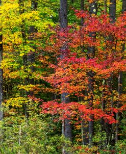 Fall New Hampshire Beautiy