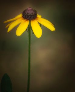 Wilddaisy New Hampshire