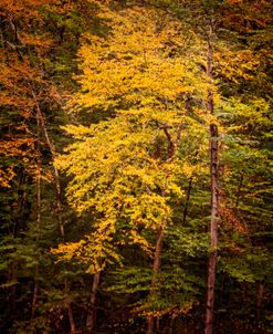 Yellow Tree Vermont Light