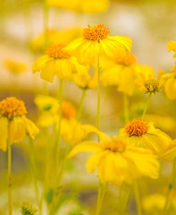 Yellow Wild Flowers New Hampshire