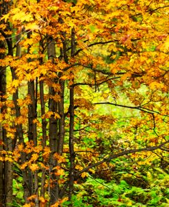 Vermont Fall Drama Trees