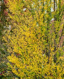 Vermont Pano In Fall