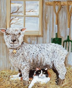 Sheep And Cat