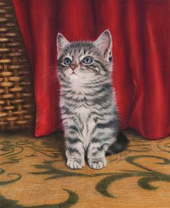 Grey Kitten And Red Curtain