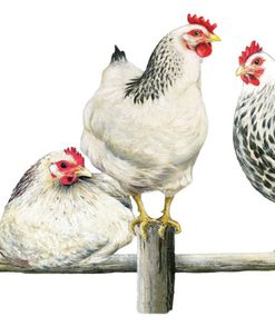 Hens, White Background