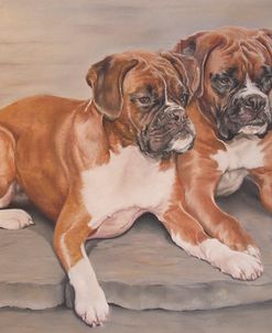 Two Boxer Dogs