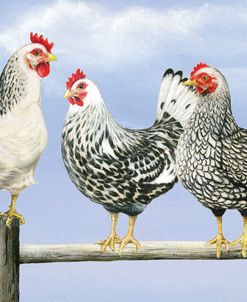 Three Black & White Hens