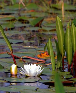 Water Lily