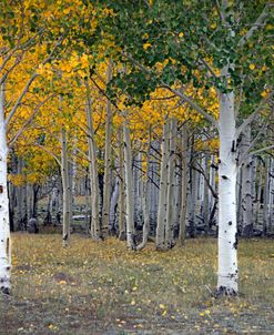 Dixie Forest, UT