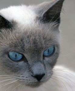 Blue Eyes