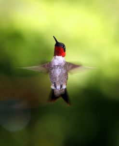 Hummingbird