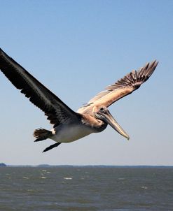 Pelican