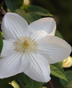 Clematis