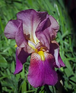 Iris  #3