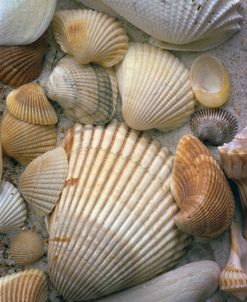 Sea Shells