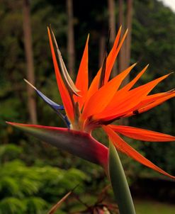 Bird of Paradise