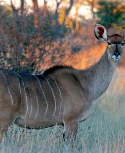 Kudu