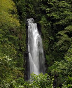 Jungle Falls