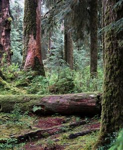 237 Olympic NP