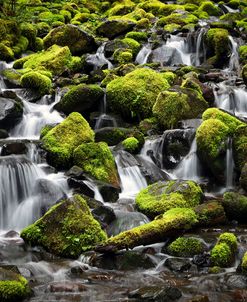 244 Olympic NP