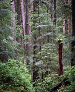 242 Olympic NP