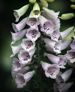 #215 Foxglove