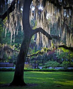 Forsyth Pk, Savannah