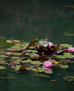 Water Lillies