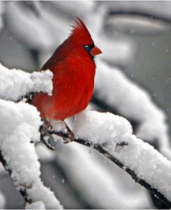 Cardinal