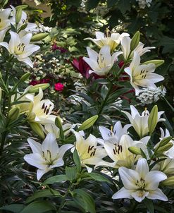 Lilies