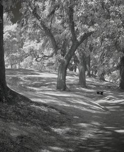 IR Middleton Place, SC