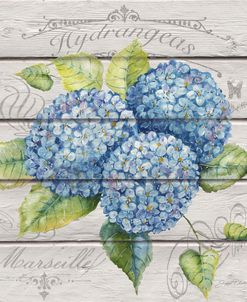 Blue Hydrangeas-JP3921