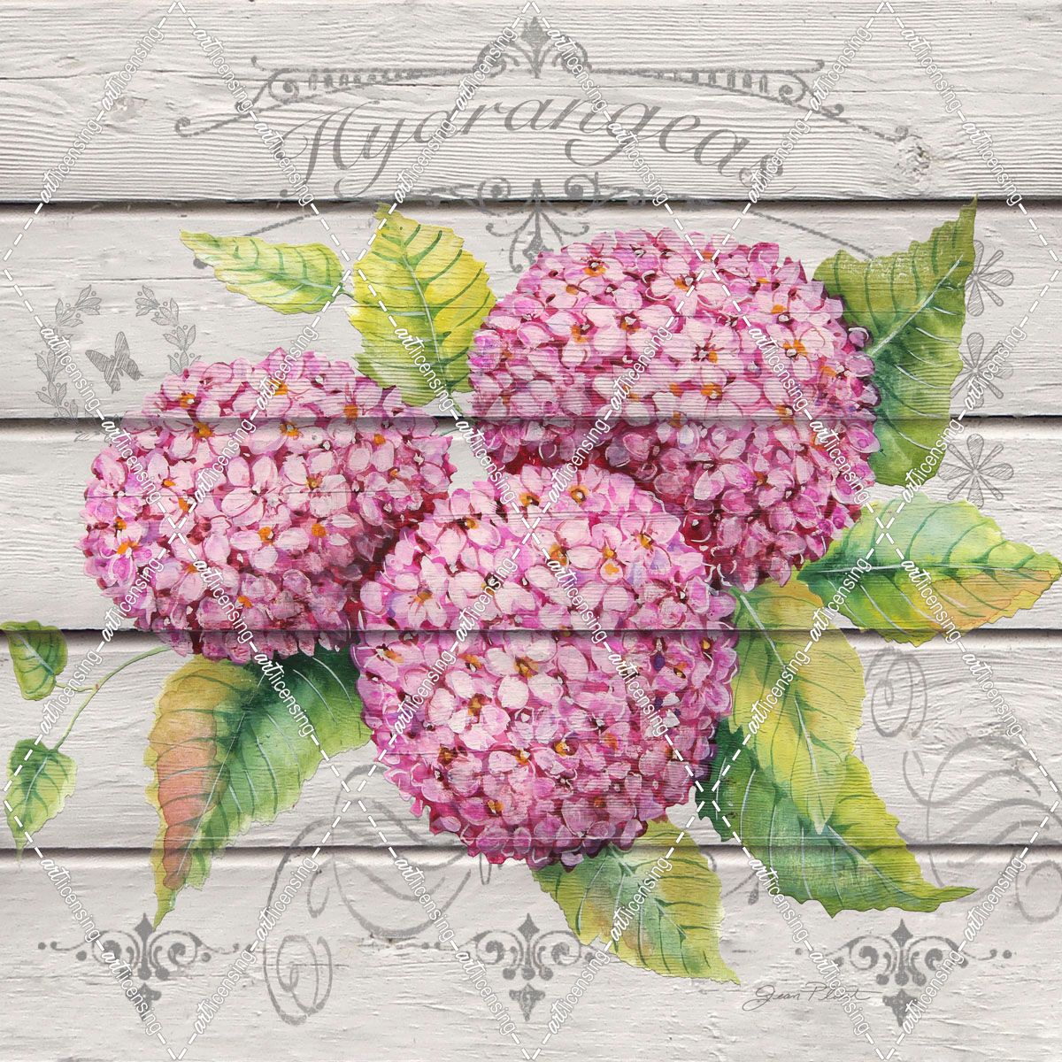 Pink Hydrangeas-JP3920